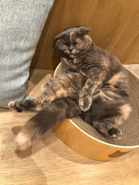 Cat Café MOFF イオンモール浜松志都呂店に投稿された画像（2025/5/29）