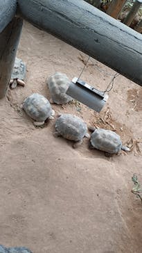 名古屋市東山動植物園に投稿された画像（2025/5/29）