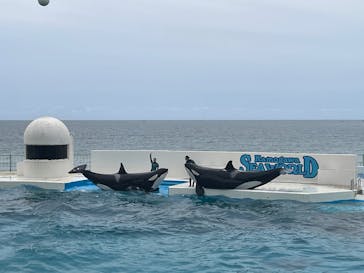 鴨川シーワールドに投稿された画像（2025/5/29）