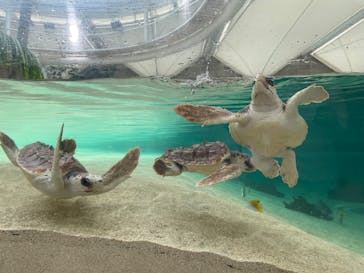 鴨川シーワールドに投稿された画像（2025/5/29）