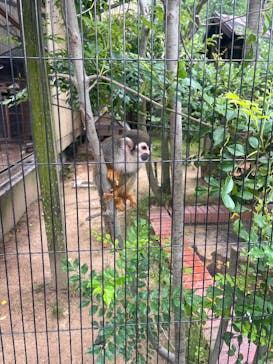 淡路ファームパーク イングランドの丘に投稿された画像（2025/5/29）