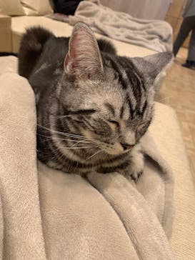 猫カフェモカ　イオンモール羽生店に投稿された画像（2025/5/29）