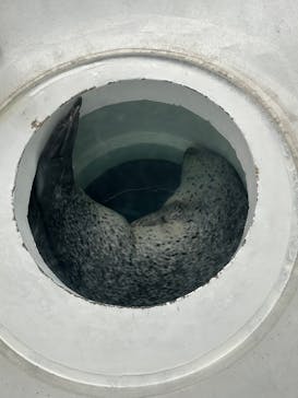 しながわ水族館に投稿された画像（2025/5/29）