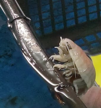 竹島水族館に投稿された画像（2025/5/29）