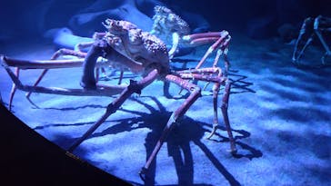 竹島水族館に投稿された画像（2025/5/29）