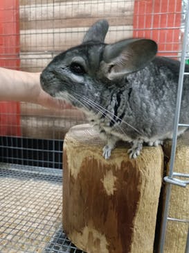 いきもの探検隊上尾に投稿された画像（2025/5/29）