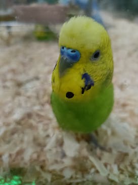 いきもの探検隊上尾に投稿された画像（2025/5/29）