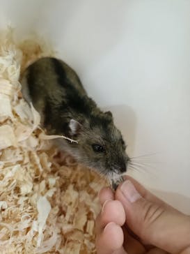 いきもの探検隊上尾に投稿された画像（2025/5/29）