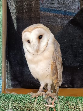 いきもの探検隊上尾に投稿された画像（2025/5/29）