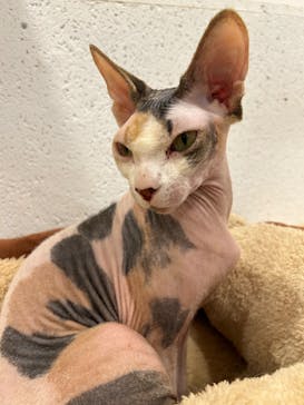 ぶさかわcafe 京都河原町店に投稿された画像（2025/5/29）