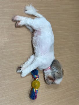 ぶさかわcafe 京都河原町店に投稿された画像（2025/5/29）