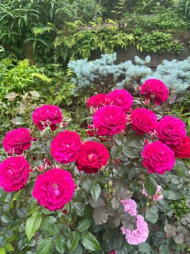 ACAO FORESTに投稿された画像（2025/5/29）