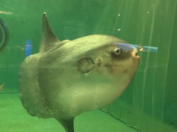 鴨川シーワールドに投稿された画像（2025/5/29）