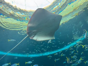 鴨川シーワールドに投稿された画像（2025/5/29）