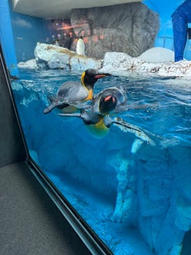 鴨川シーワールドに投稿された画像（2025/5/29）