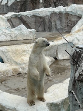恩賜上野動物園に投稿された画像（2025/5/29）