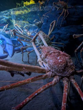 しながわ水族館に投稿された画像（2025/5/30）