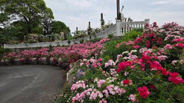 ACAO FORESTに投稿された画像（2025/5/30）