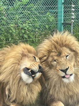 岩手サファリパークに投稿された画像（2025/5/30）