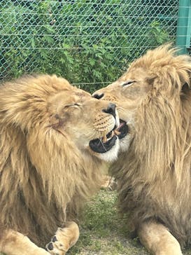 岩手サファリパークに投稿された画像（2025/5/30）