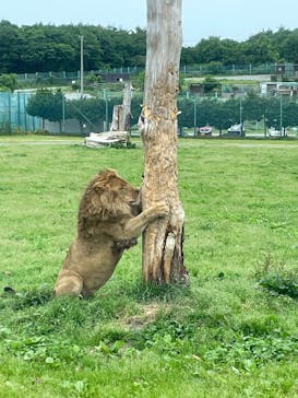 岩手サファリパークに投稿された画像（2025/5/30）