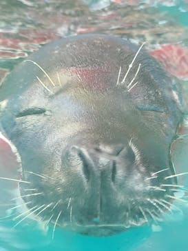 ゼロ距離水族館 伊勢シーパラダイスに投稿された画像（2025/5/30）