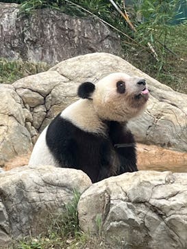 恩賜上野動物園に投稿された画像（2025/5/30）