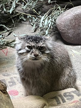 恩賜上野動物園に投稿された画像（2025/5/30）