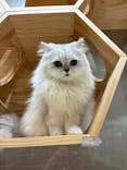 Cat Café MOFF コクーンシティさいたま新都心店に投稿された画像（2025/5/30）
