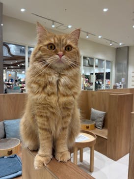 Cat Café MOFF コクーンシティさいたま新都心店に投稿された画像（2025/5/30）
