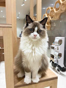 Cat Café MOFF コクーンシティさいたま新都心店に投稿された画像（2025/5/30）