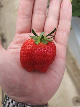 ＠FARMに投稿された画像（2025/5/30）