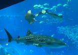 沖縄美ら海水族館に投稿された画像（2025/5/30）