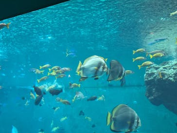 沖縄美ら海水族館に投稿された画像（2025/5/30）