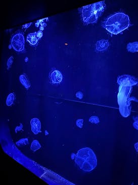 沖縄美ら海水族館に投稿された画像（2025/5/30）