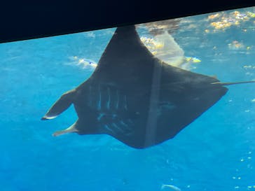 沖縄美ら海水族館に投稿された画像（2025/5/30）