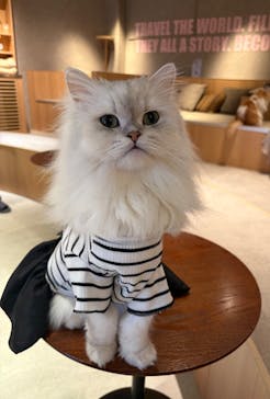 猫カフェモカ　神戸三宮店に投稿された画像（2025/5/30）