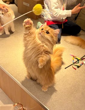 猫カフェモカ　神戸三宮店に投稿された画像（2025/5/30）