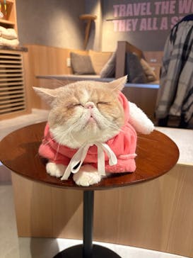 猫カフェモカ　神戸三宮店に投稿された画像（2025/5/30）