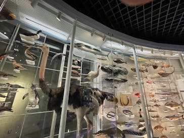 国立科学博物館に投稿された画像（2025/5/30）