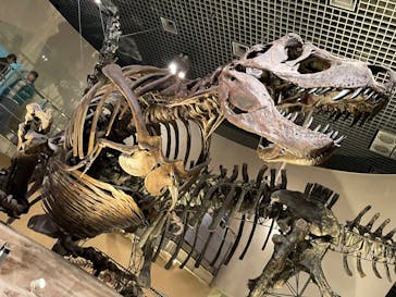 国立科学博物館に投稿された画像（2025/5/30）