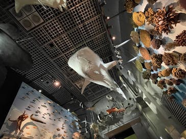 国立科学博物館に投稿された画像（2025/5/30）