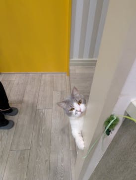 猫カフェモカ 京都河原町店に投稿された画像（2025/5/30）