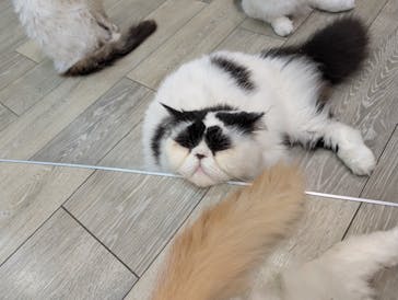 猫カフェモカ 京都河原町店に投稿された画像（2025/5/30）