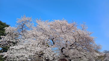 新宿御苑に投稿された画像（2025/5/30）