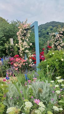 ACAO FORESTに投稿された画像（2025/5/30）