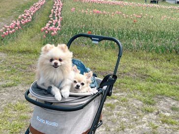 滋賀農業公園ブルーメの丘に投稿された画像（2025/5/30）