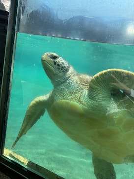 新江ノ島水族館に投稿された画像（2025/5/30）