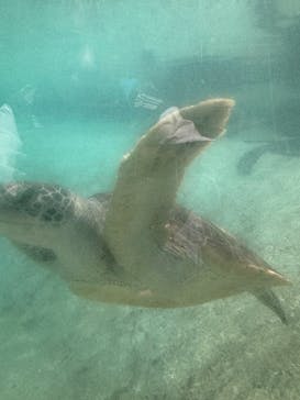新江ノ島水族館に投稿された画像（2025/5/30）