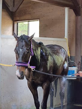 ノーザンホースパークに投稿された画像（2025/5/30）